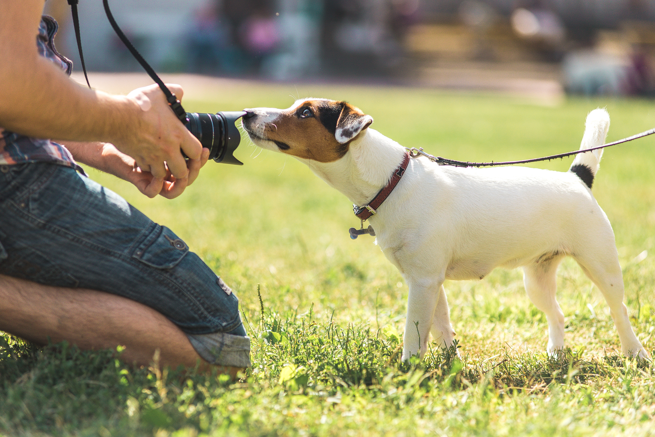 photographer photographing a dog jack russel